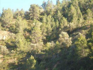 Finca rústica en Asco Finca rústica en Asco