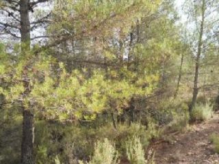 en Venta Del Moro en Venta Del Moro