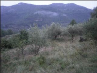 Suelo en Alfara de Carles Suelo en Alfara de Carles