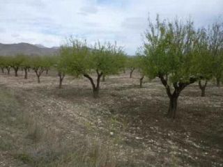 Rústico en venta en c. la ermita. paraje algezare Rústico en venta en c. la ermita. paraje algezare