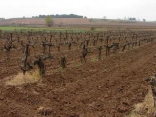 Rústico en venta en pre. carralahorra Rústico en venta en pre. carralahorra