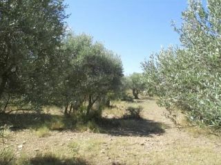Rústico en venta en partida campillo Rústico en venta en partida campillo