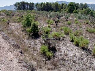 Parcela en venta en Paraje les Costeres- 0, Gaianes Parcela en venta en Paraje les Costeres- 0, Gaianes