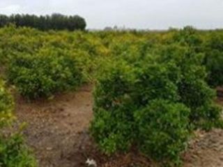 Finca rustica en 5800 Finca rustica en 5800
