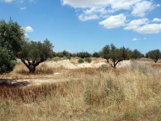 Parcela Centro Ds Voz Negra, Murcia Parcela Centro Ds Voz Negra, Murcia