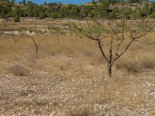 Parcela Partida Las Pascualas, Pinoso Parcela Partida Las Pascualas, Pinoso