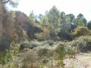 Terreno rústico en venta en pre. hoya blanquilla y hoya carrasca Terreno rústico en venta en pre. hoya blanquilla y hoya carrasca