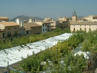 Piso en venta en C. Curt, 1, Pobla (sa), Illes Balears Piso en venta en C. Curt, 1, Pobla (sa), Illes Balears