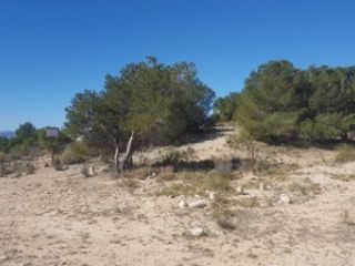 Parcela Paraje Majales Polig., Aledo Parcela Paraje Majales Polig., Aledo