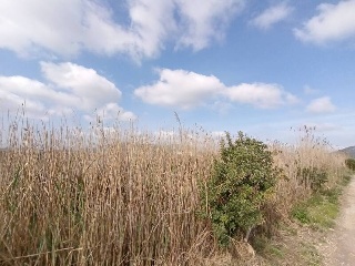 la Albufera