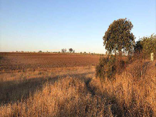 PARCELA 25, POLIGONO 11 SITIO DE TOMILLAR