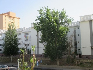 Piso en Jerez de la Frontera (Cádiz)