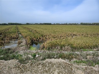 BASES (PARTIDA HUERTO DE TORRENTE)