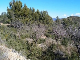 Poligono  El Corralejo 21     Parcela 554