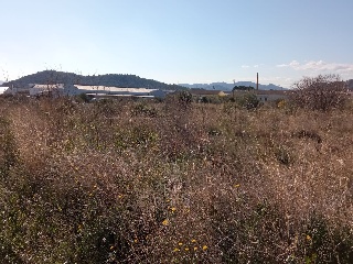 Tierra De Naranjos En Partida Fosaret