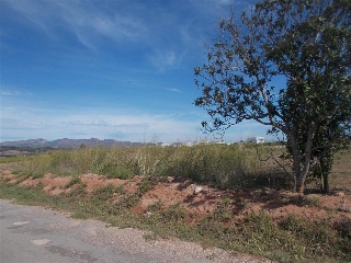 Finca Rustica De Naranjos En Paraje Senda Forca