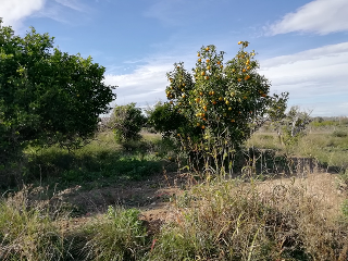 Paraje Huerto Naranjos