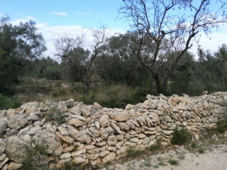 Heredad De Olivos En Partida Mas Roig POLÍGONO 9, PARCELA 93