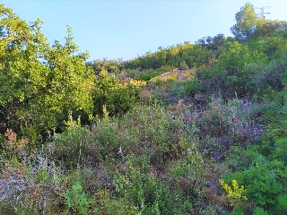 Naranjos. Urbanización Monte Pego