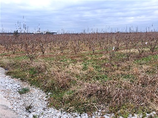 LA GARROFERA (POLIGONO 16, PARCELA 54)