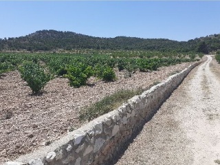 PARAJE SOPAIRE Y CAÑADA DE LA LEÑA. POL.3 - PARC. 2223