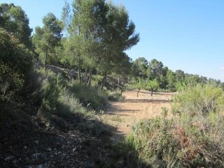 PARAJE SOPAIRE Y CAÑADA DE LA LEÑA. POL.3 - PARC. 775