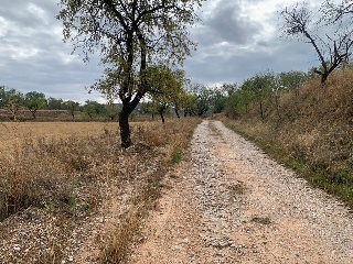 SECTOR SP PP 62 DE TARACENA CAMINO DE IRIEPAL