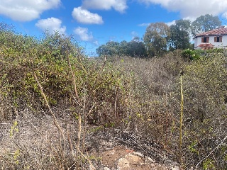 LA SOLANA, SANTAN FLORA