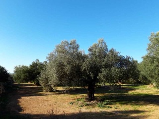 MAS DE CAQUE, POLIGONO 1, PARCELA