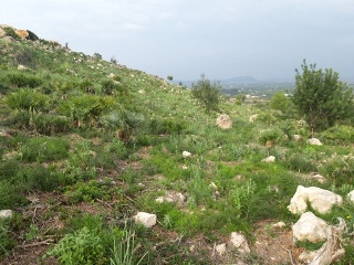 PAI PENYA ROJA