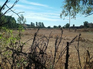 PARAJE TRAS EL PRADO NUEVO, POLIGONO 5, PARCELA