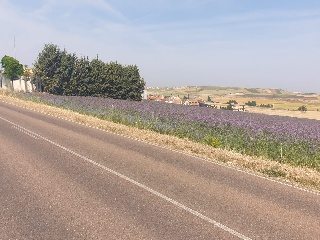 19. TESO DE LA CABAÑA. POLIGONO 502. PARCELA