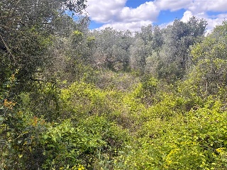 Fondo Masia D'En Perris, Urb. Mas Tapet