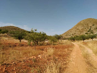 Nº 81 Parcela 397. Bancal El Moro