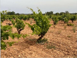 Polígono 20. Parcela