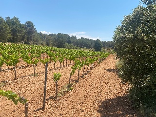 Hoya Huesos. Venta Del Moro