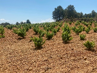 Partidas Hoya De Los Huesos