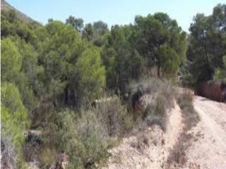 Lloba. Cervera Del Maestre