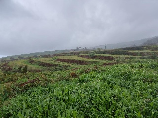 Lomo Hurtado