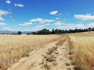 11 PARCELA 1. LAS PEDRIZASS