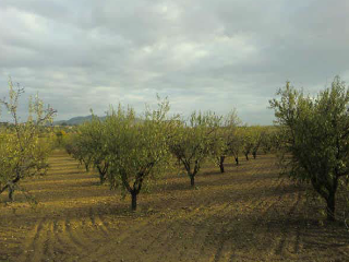PAGO DE LOS ADOBES Y PE?A DEL CONDE