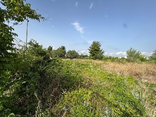 LIRA CARCAIXENTINA,DE LA