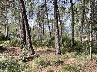 Polígono 23. Parcela