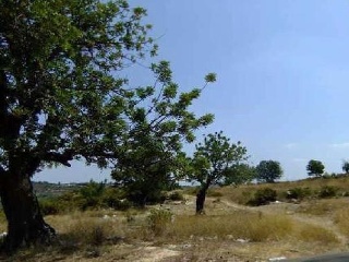 Suelo rústico en Ptda Ejido y Camino de Chiva, Pol 3 - Turís - Valencia