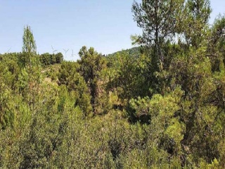 Suelo rústico en C/ Dehesa de Mojón Blanco - Almansa - Albacete