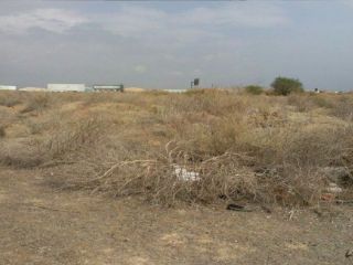 Suelos en El Palmar