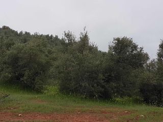 Rústico en venta en Casa Mayor,poligono 4, Villanueva Del Arzobispo, Jaén