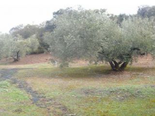 Rústico en venta en Pre. Cabreriza, 73, Martos, Jaén